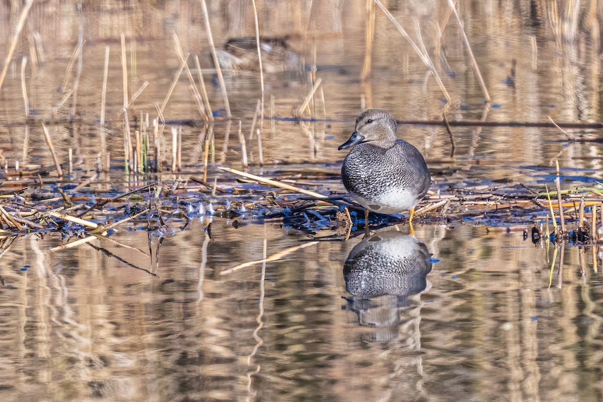 Ipar-ahatea - ML647898017