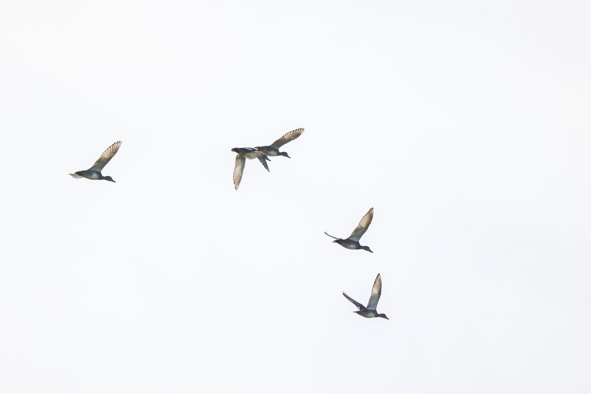 Ipar-ahatea - ML647898119