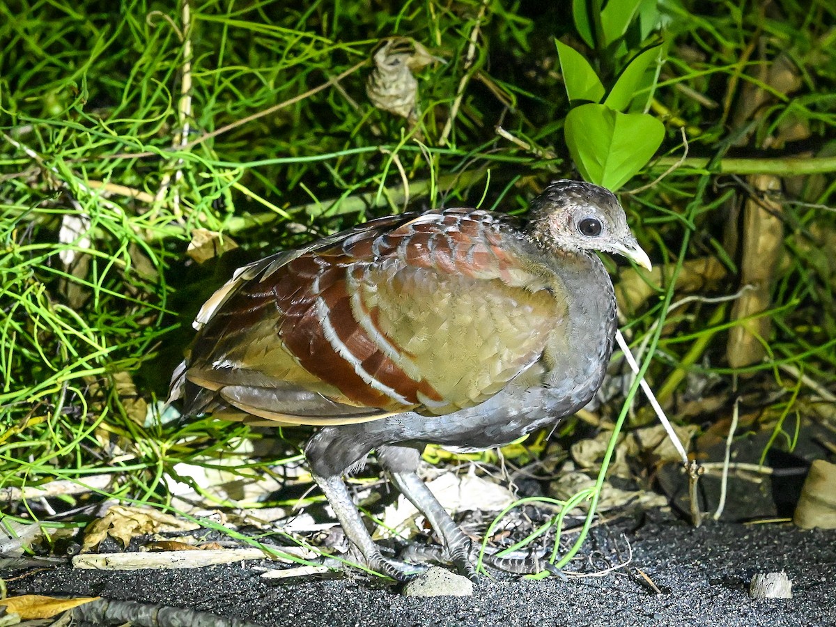 Moluccan Megapode - ML647898156