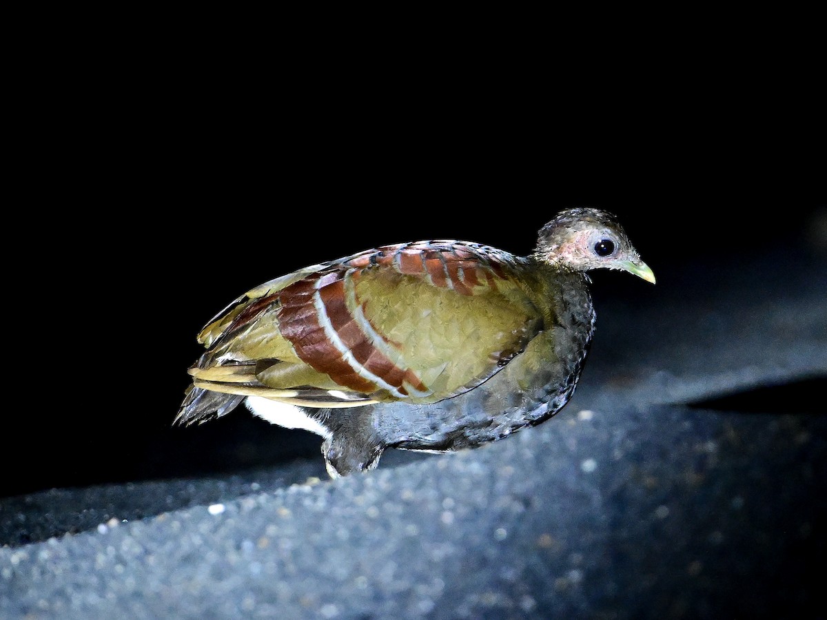 Moluccan Megapode - ML647898157