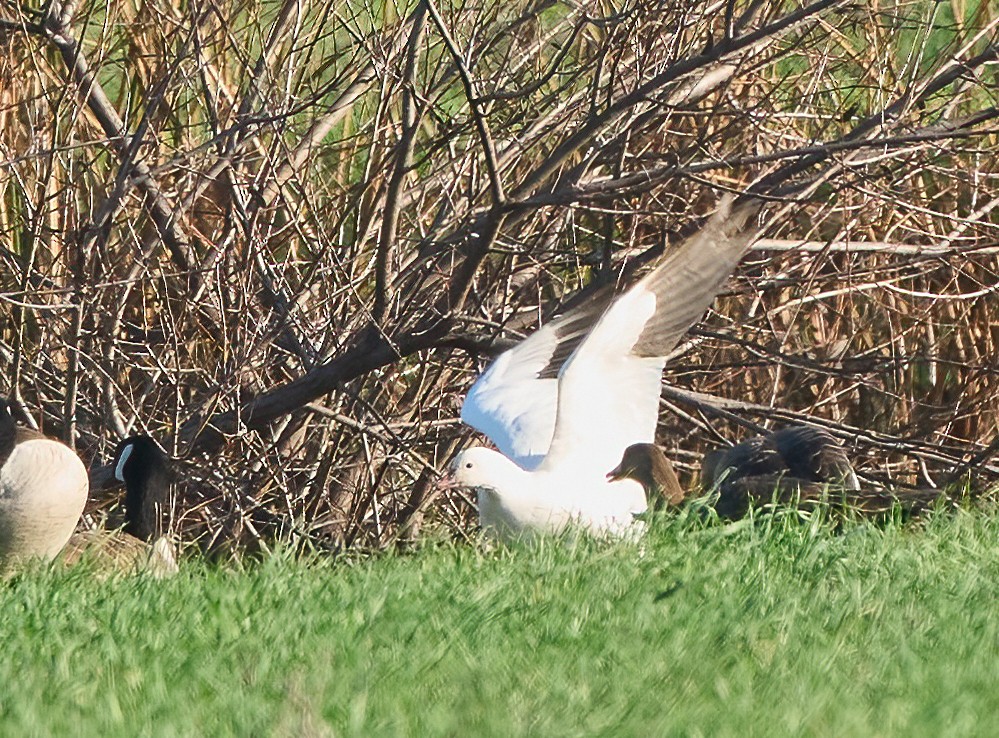 Ross's Goose - ML647898158