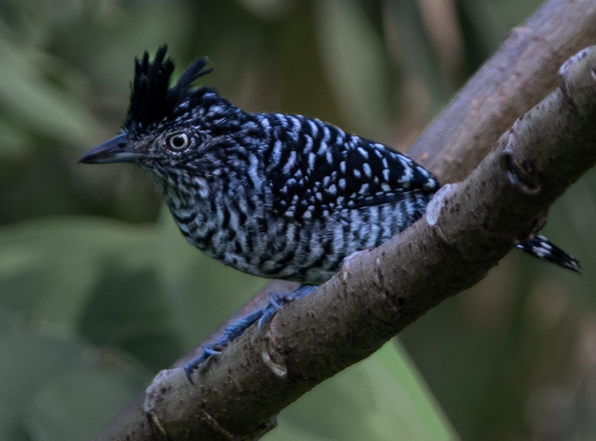 Barred Antshrike - ML647898217