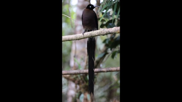 Brown Sicklebill - ML647898219