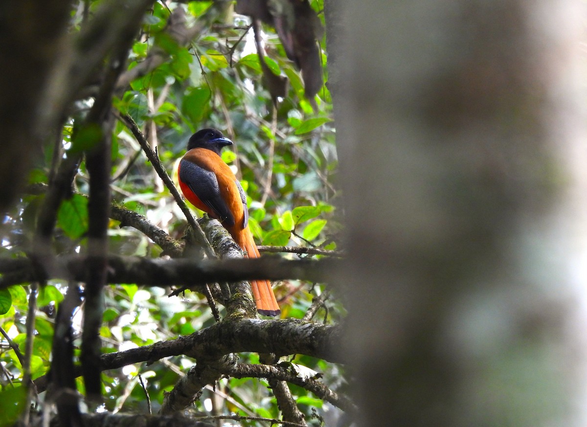 Malabar Trogon - ML647898303