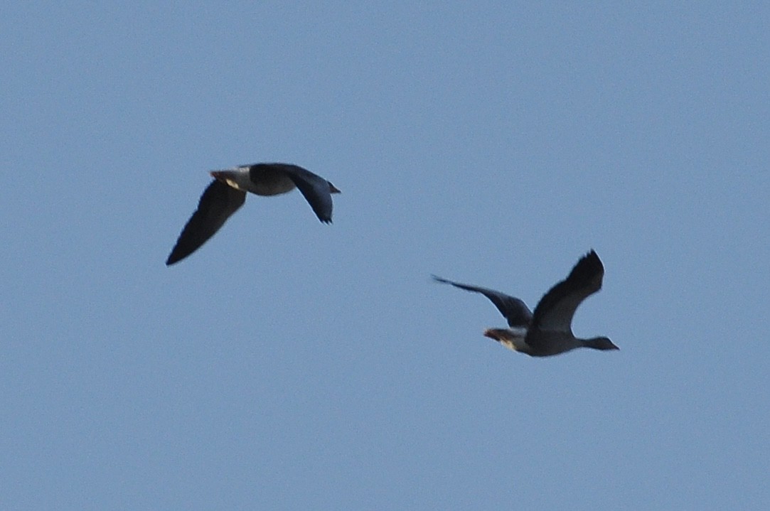 Antzara hankagorrizta - ML647898309