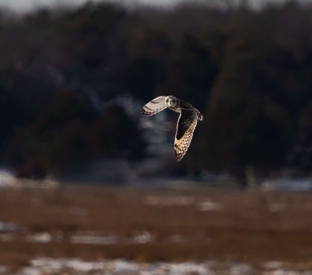 Short-eared Owl - ML647898318