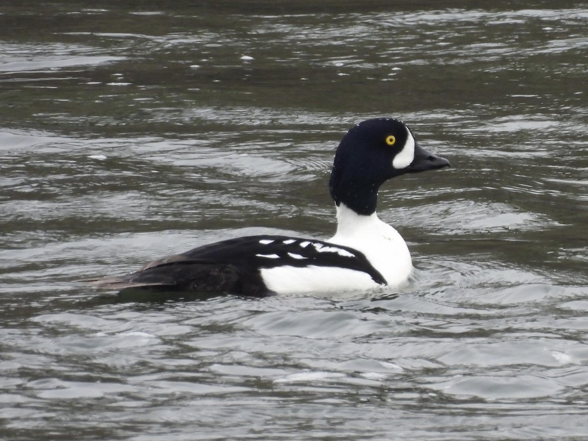 キタホオジロガモ - ML647898338