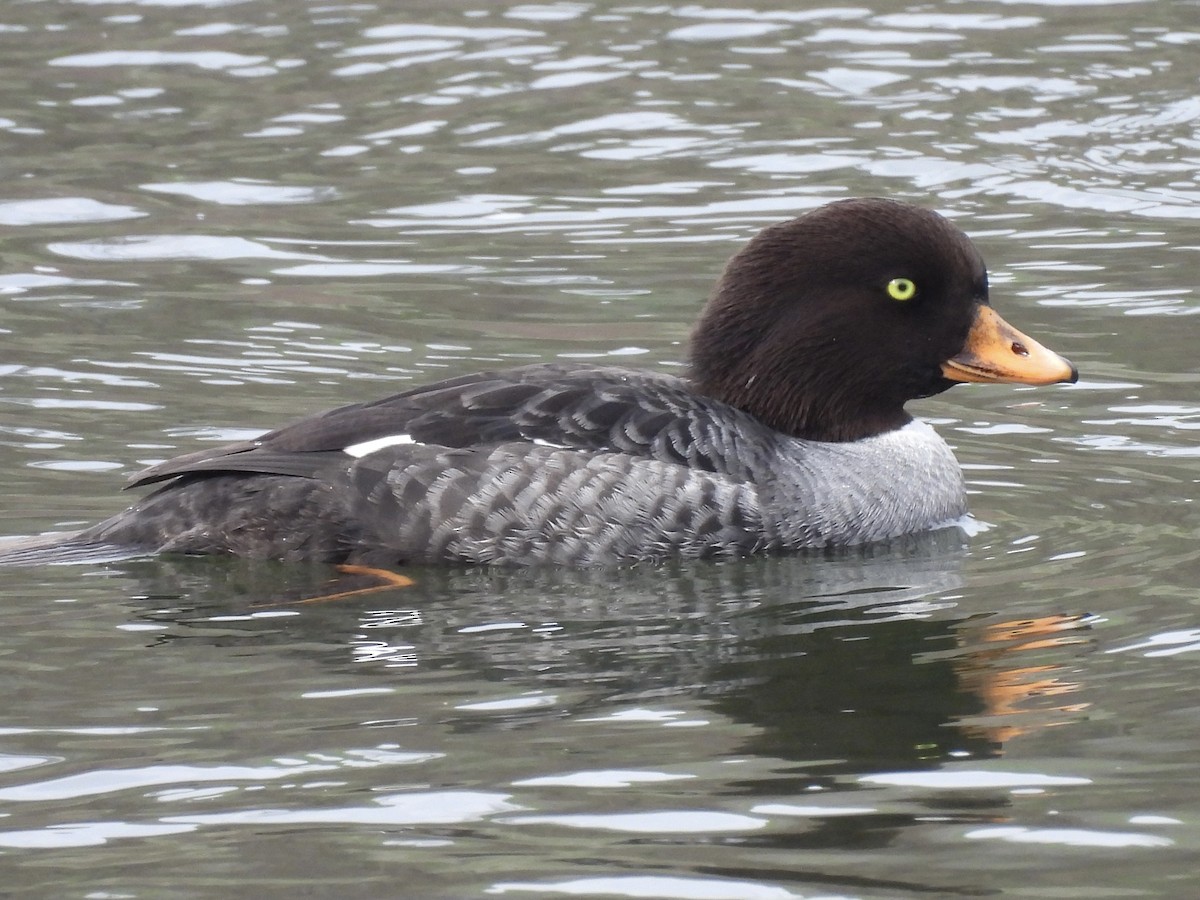 キタホオジロガモ - ML647898339