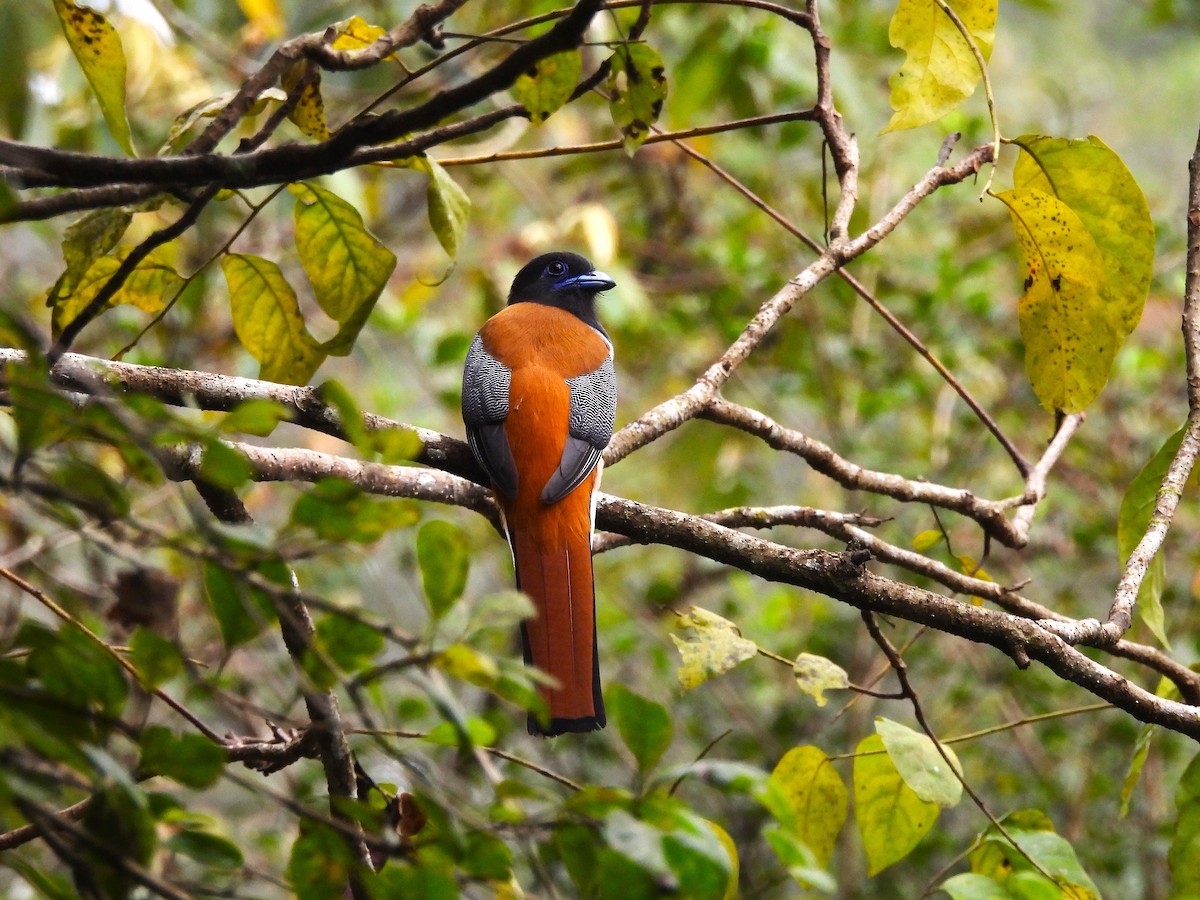 Malabar Trogon - ML647898341