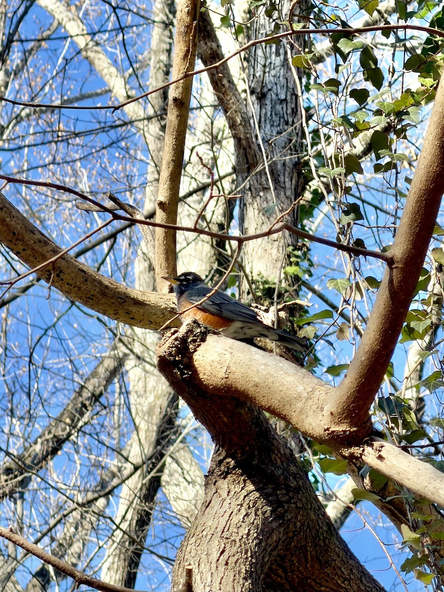 Wanderdrossel - ML647898365