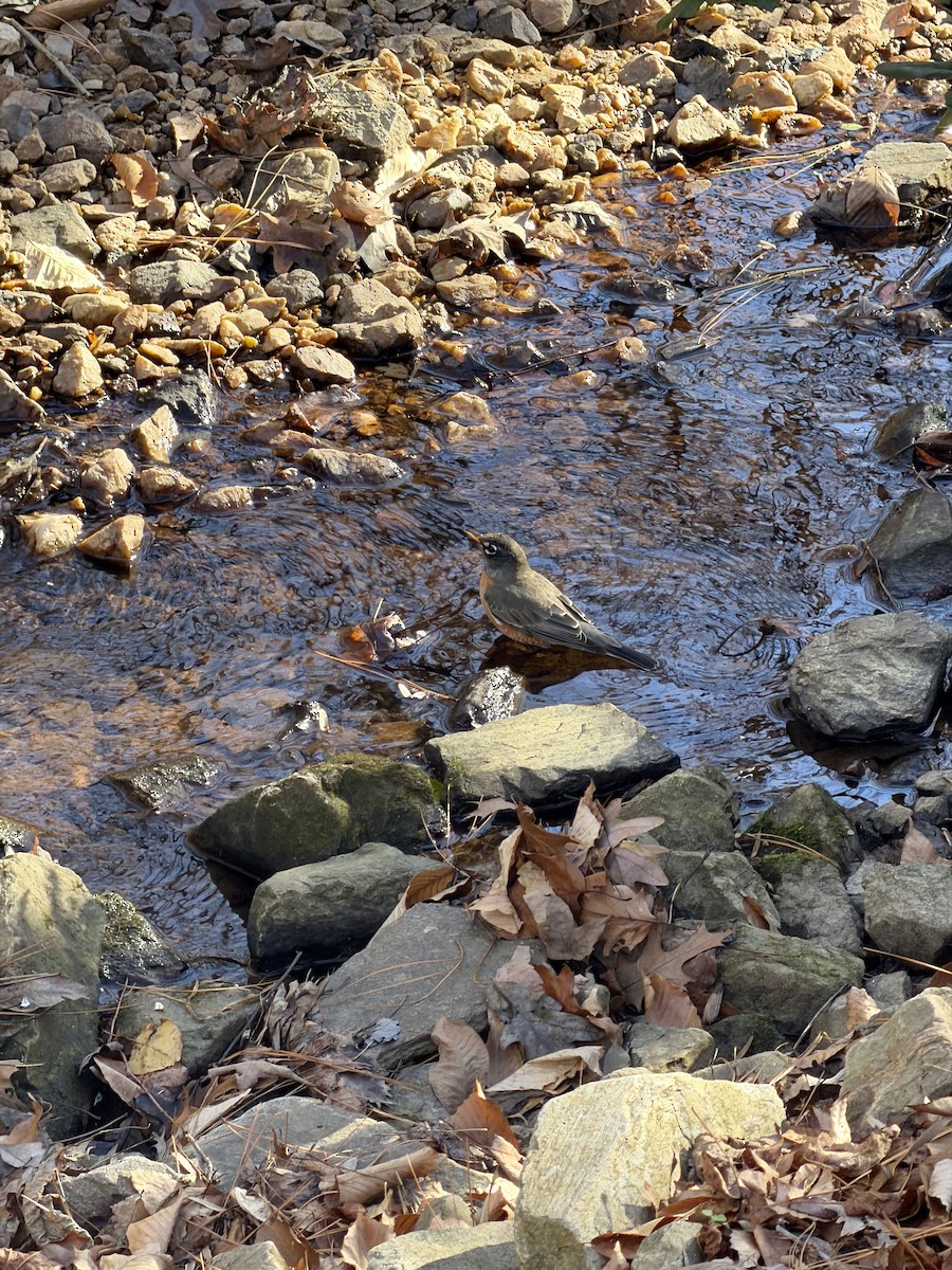 Wanderdrossel - ML647898366