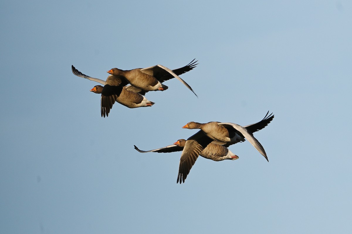 Antzara hankagorrizta - ML647898387