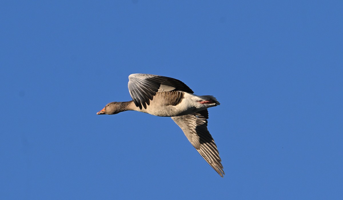 Antzara hankagorrizta - ML647898405