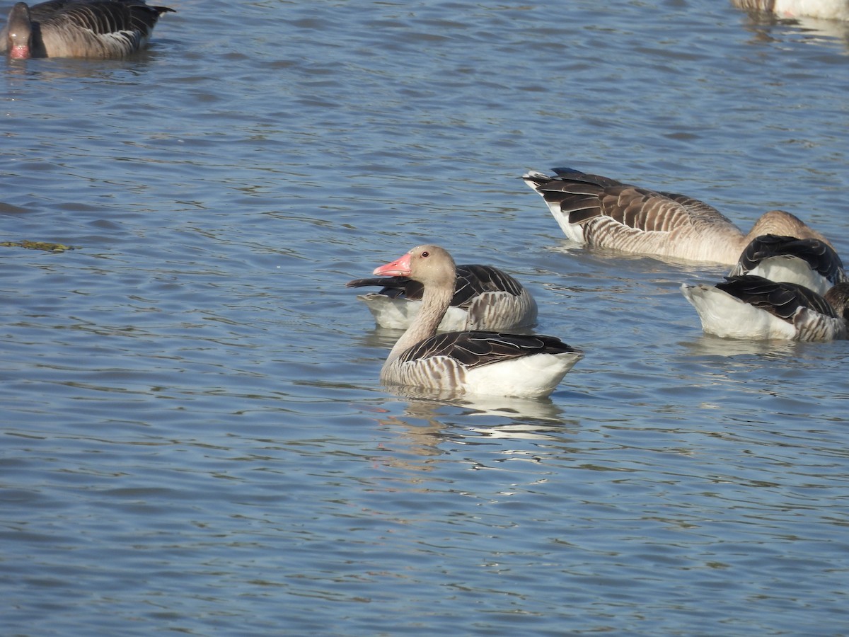 Antzara hankagorrizta - ML647898670