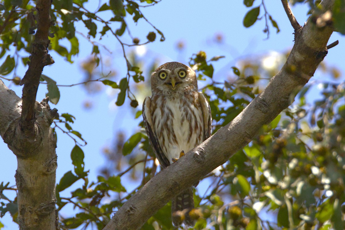 Pearl-spotted Owlet - ML647898814