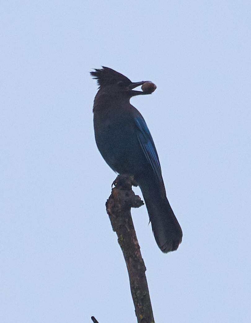 Steller's Jay - ML647898851
