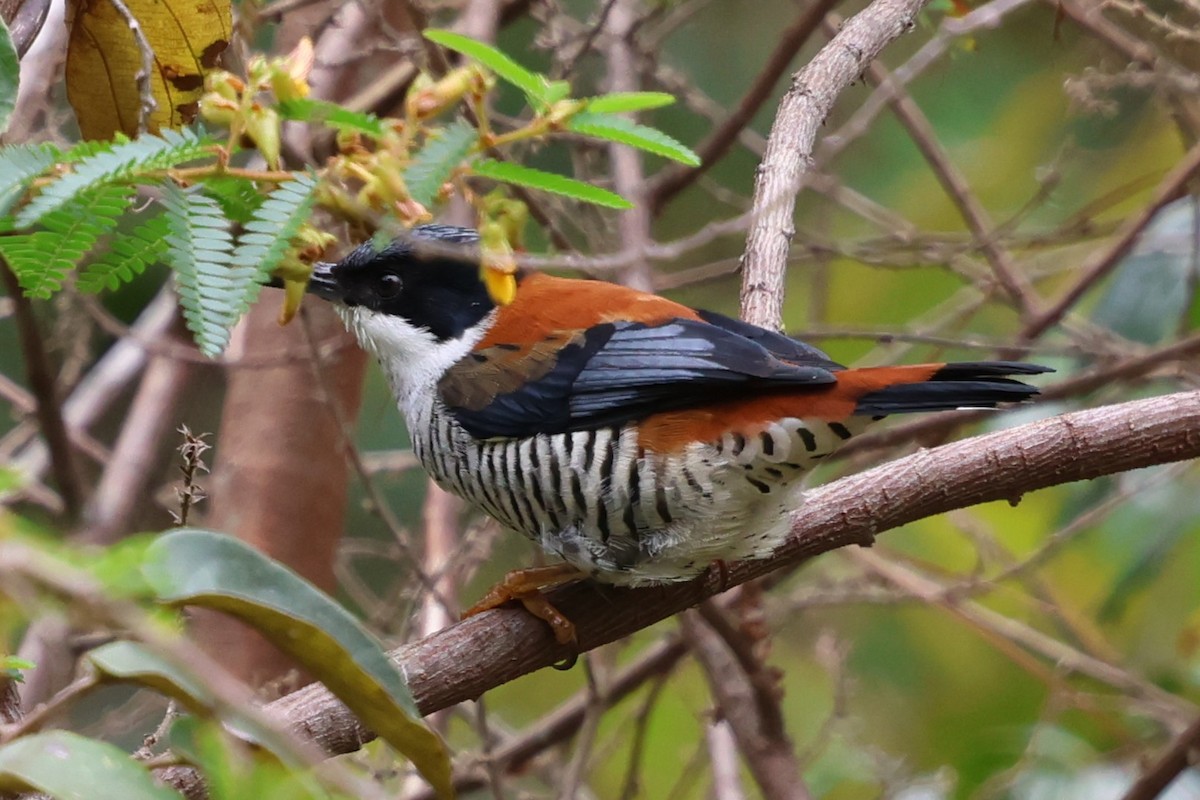 Vietnamese Cutia - ML647898922