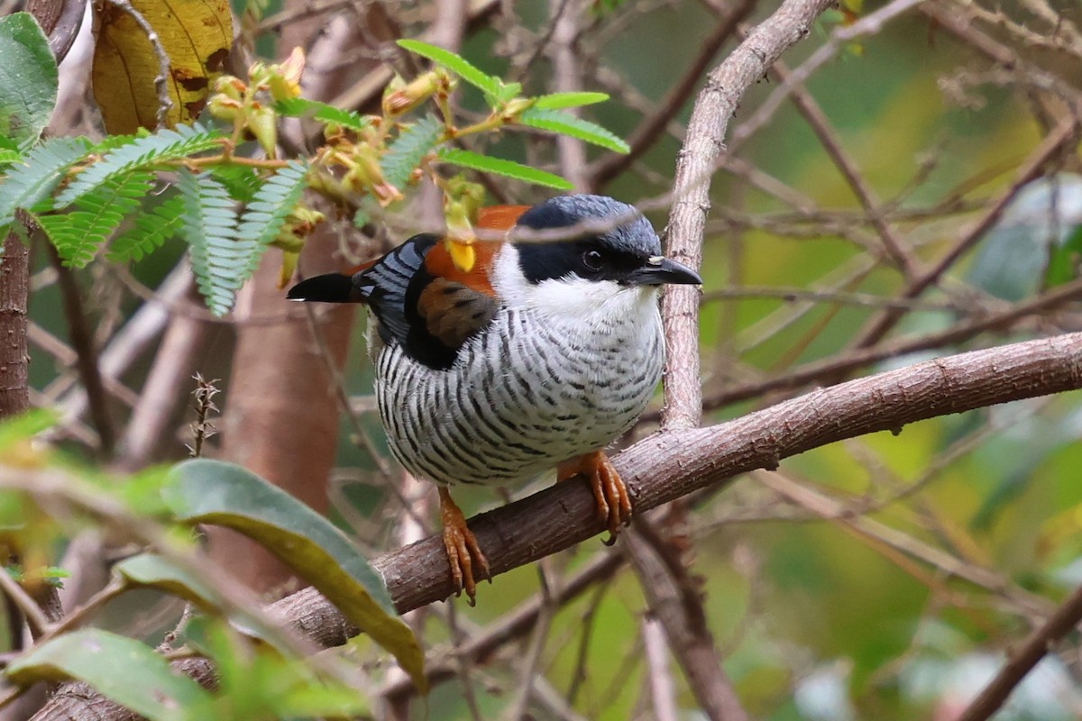 Vietnamese Cutia - Fadzrun A.