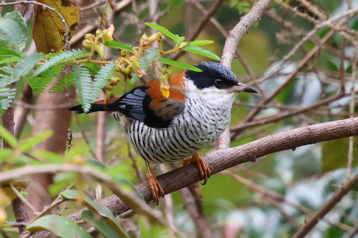 Vietnamese Cutia - ML647898924