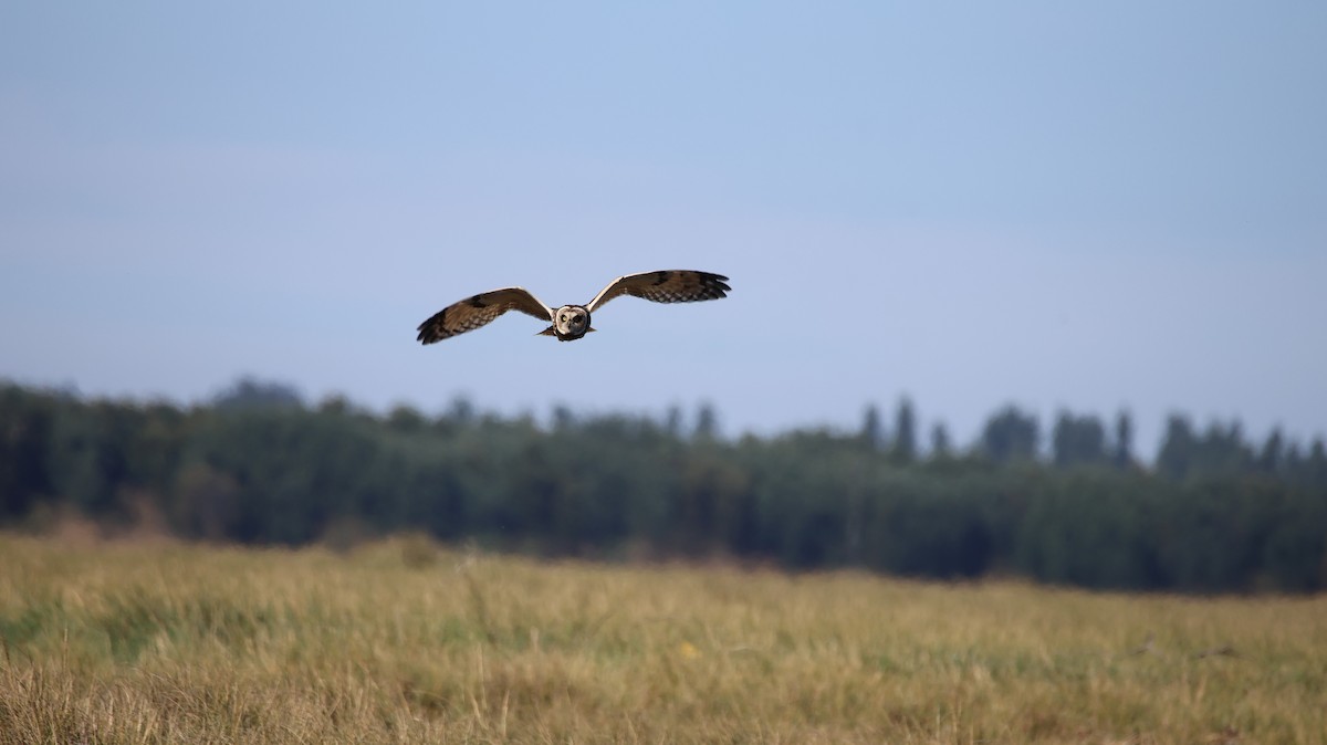 Short-eared Owl - ML647898954