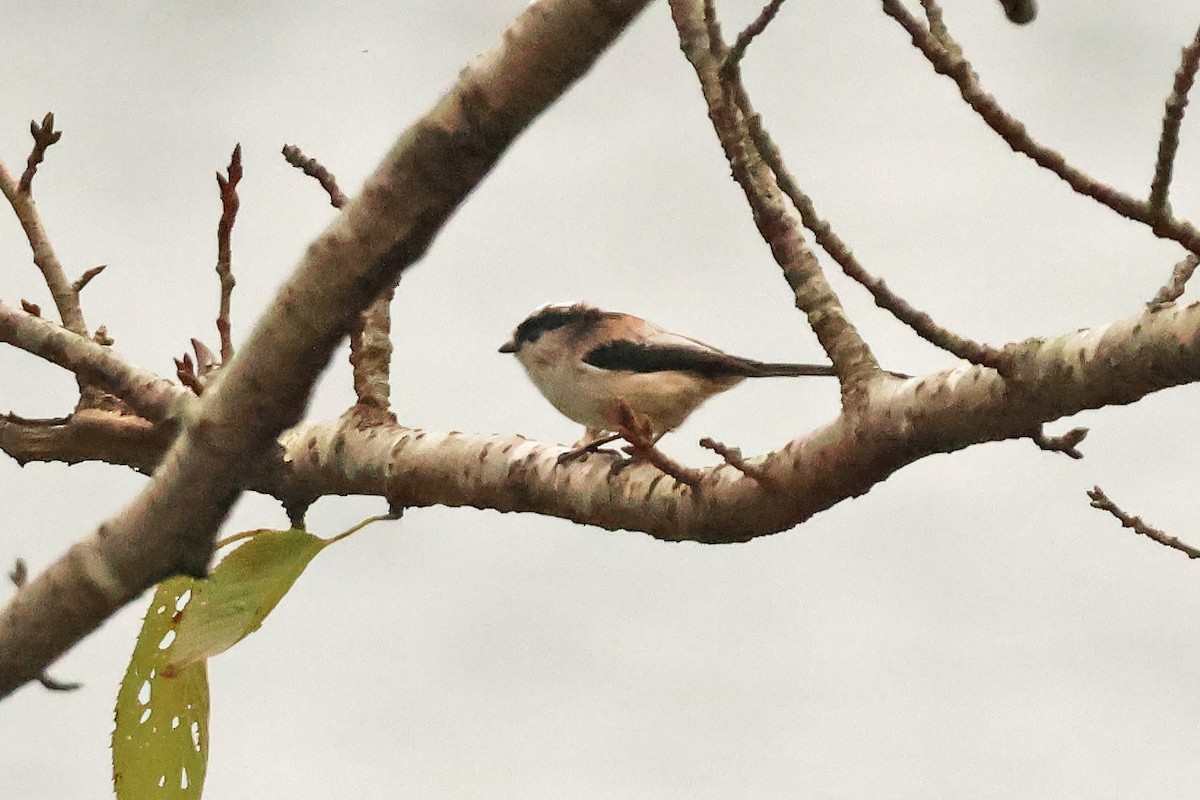 Синиця довгохвоста - ML647898962