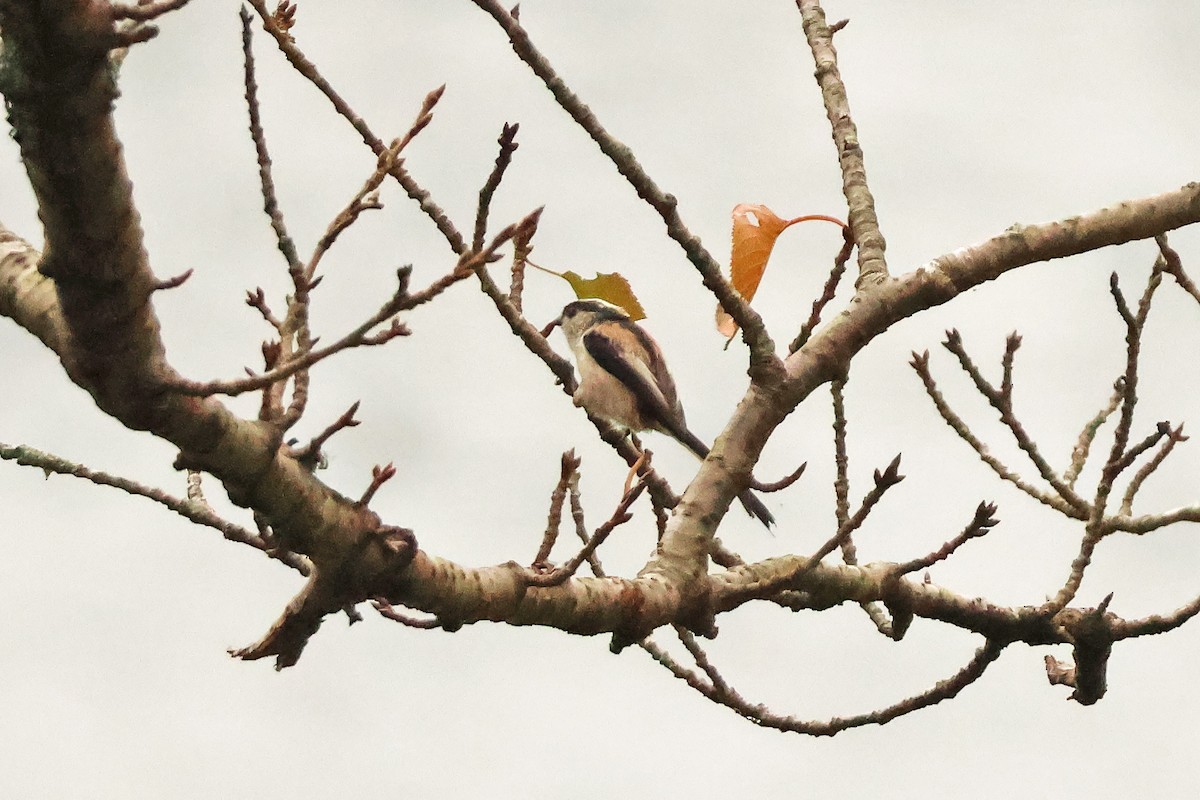 Синиця довгохвоста - ML647898964