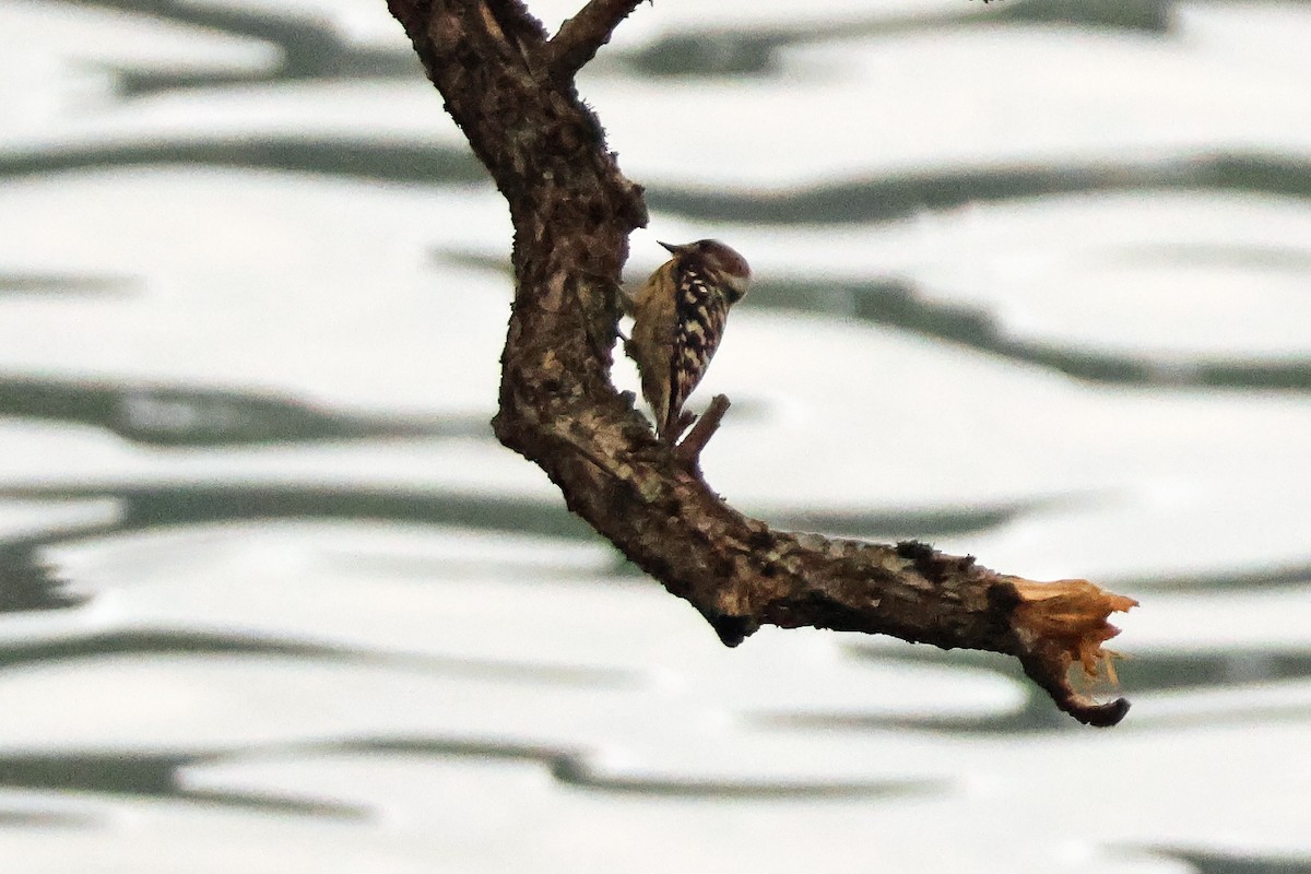 Дятел бурощокий - ML647898979