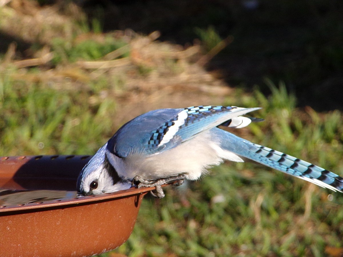 Blue Jay - ML647898984