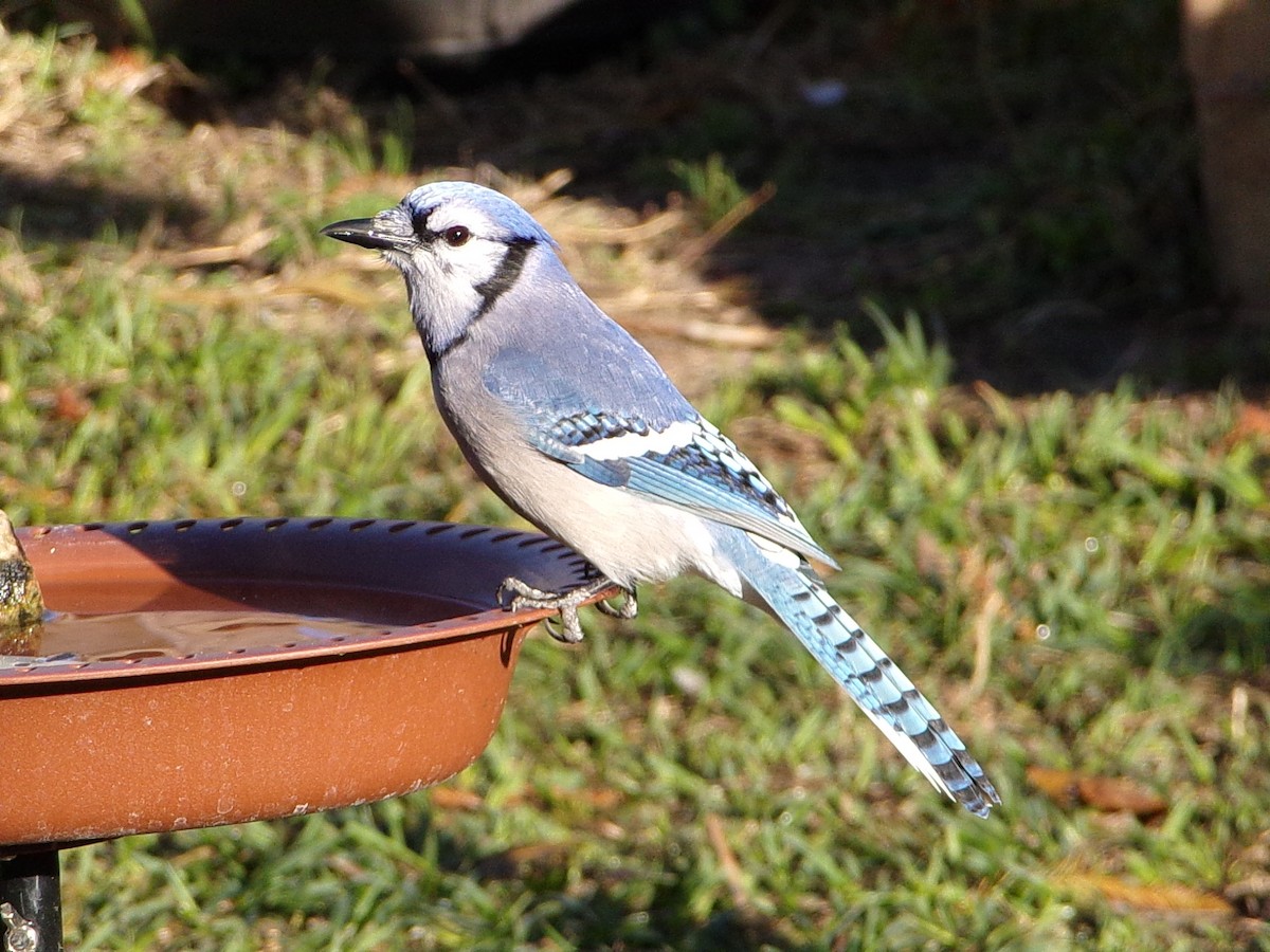 Blue Jay - ML647898987