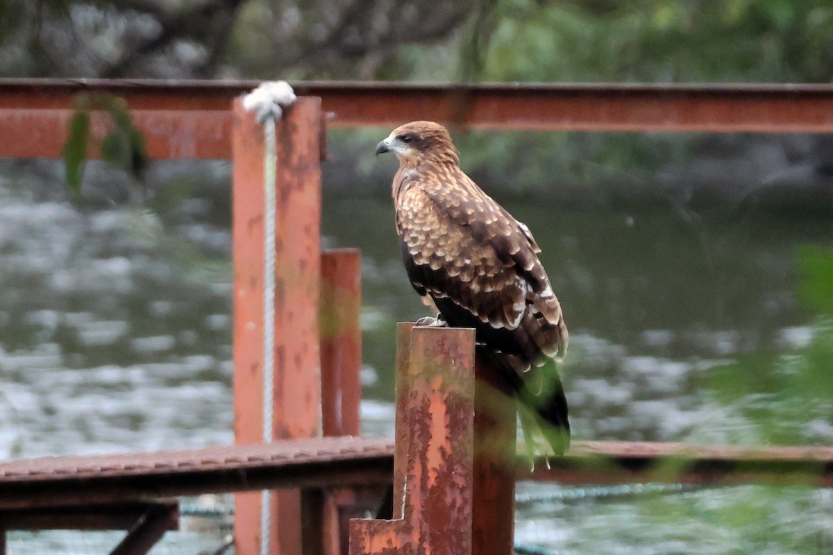 Шуліка чорний - ML647898999