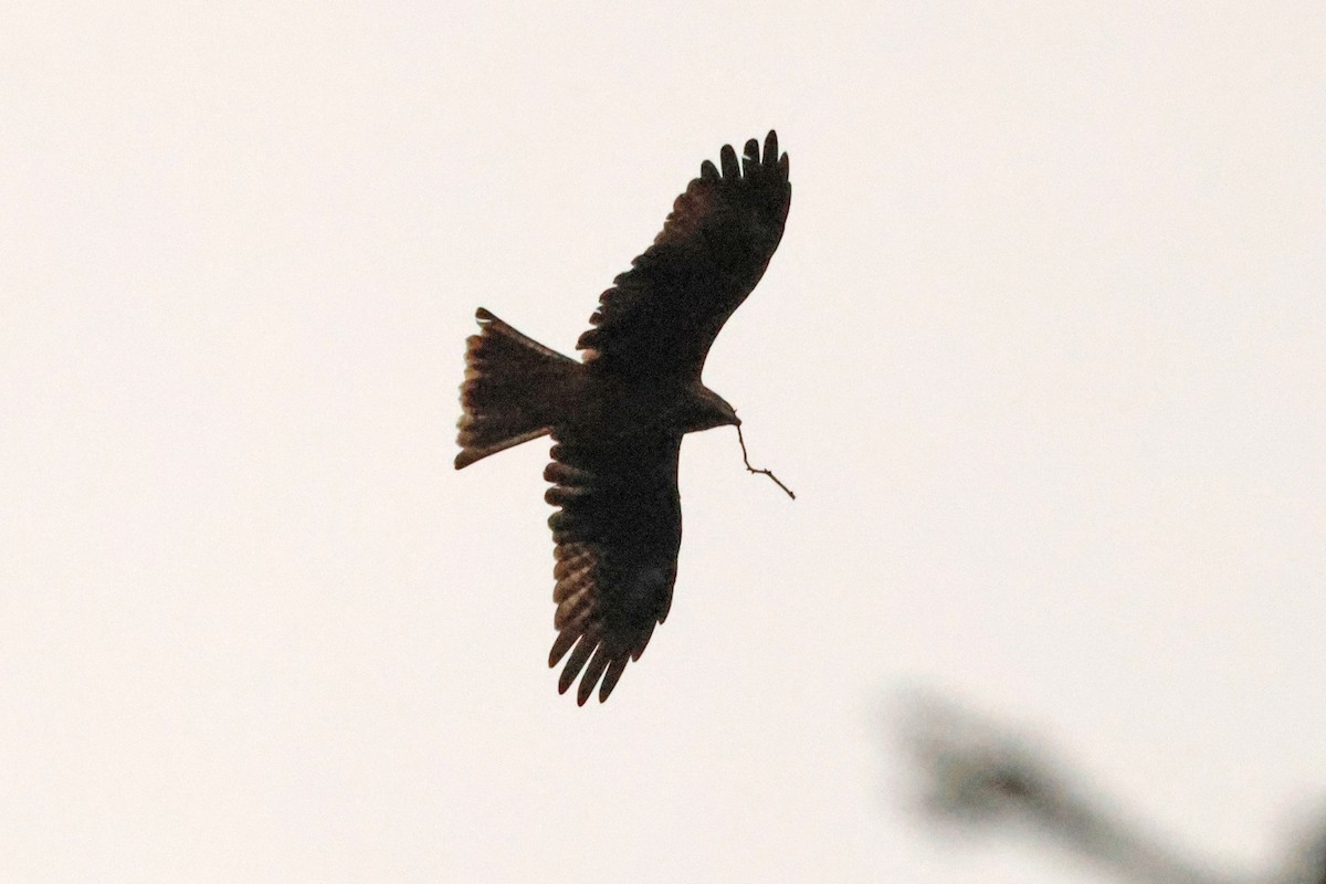 Шуліка чорний - ML647899000