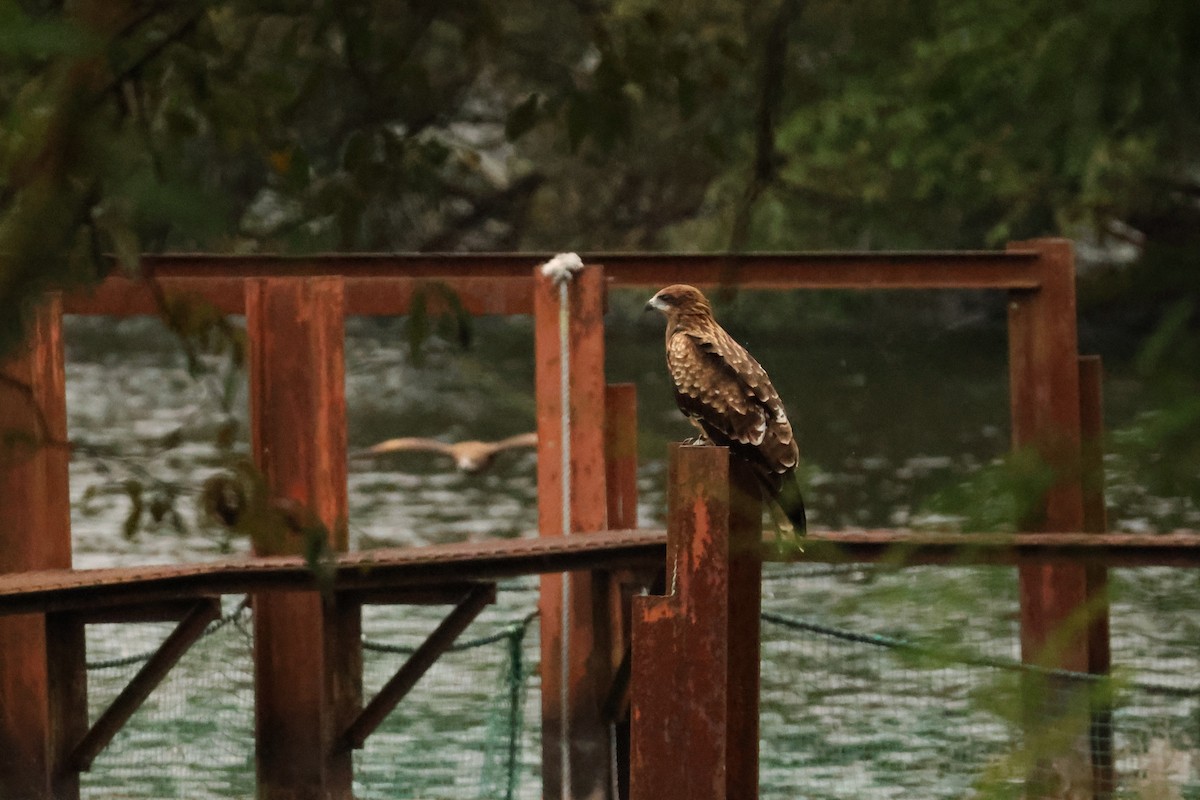 Шуліка чорний - ML647899002