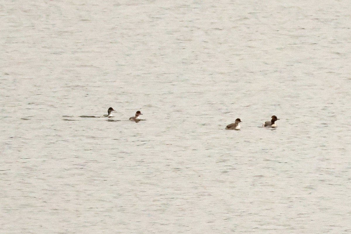 Пірникоза чорношия - ML647899022