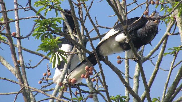 Black-and-white-casqued Hornbill - ML647899040
