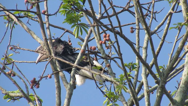 Black-and-white-casqued Hornbill - ML647899044