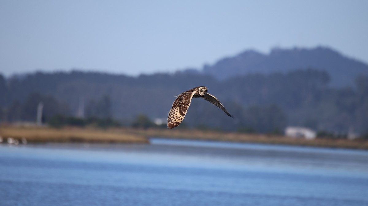 Short-eared Owl - ML647899088