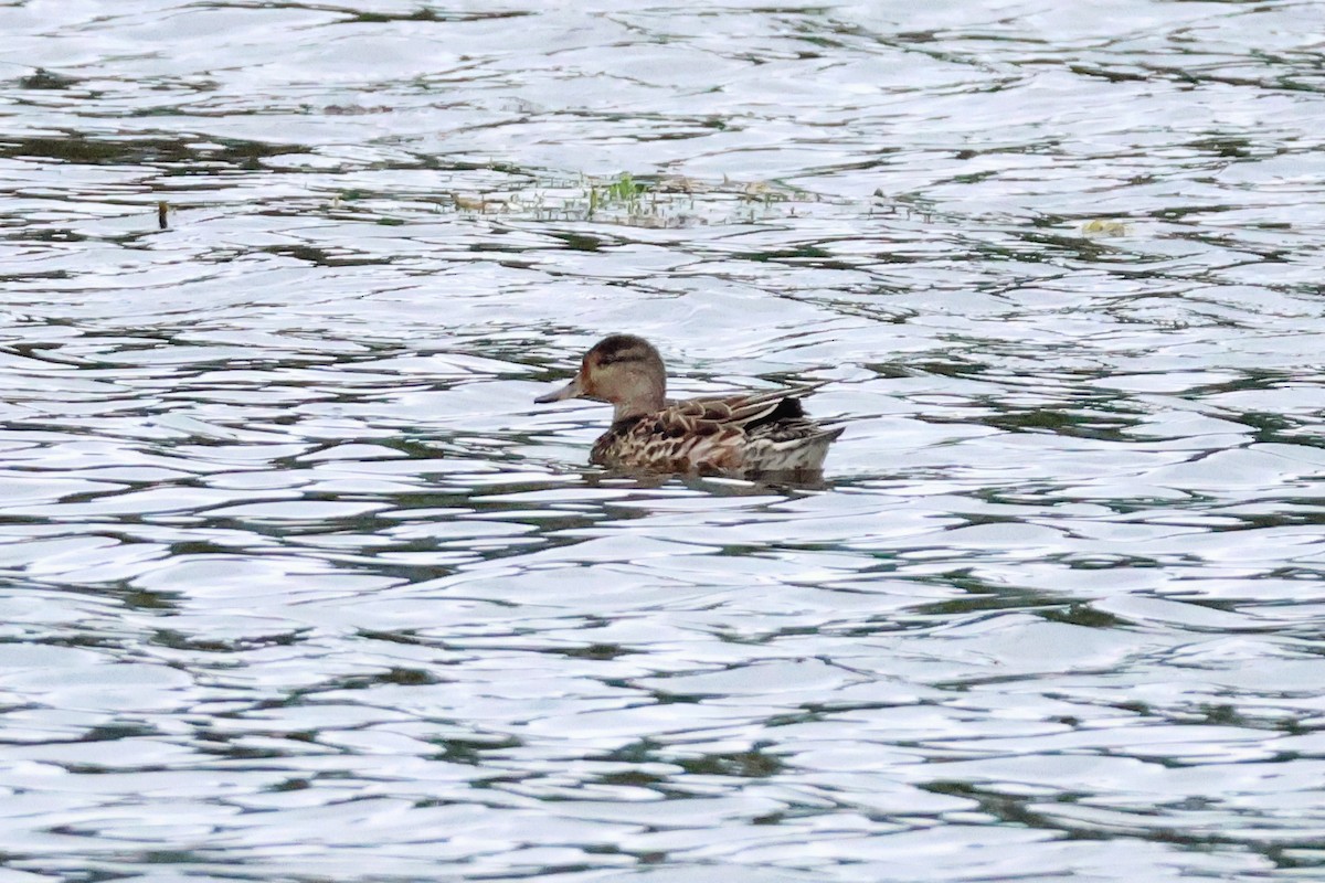 Чирянка мала - ML647899089