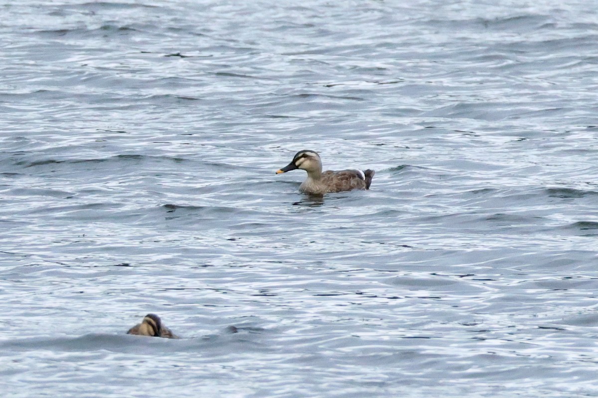 Крижень китайський - ML647899093