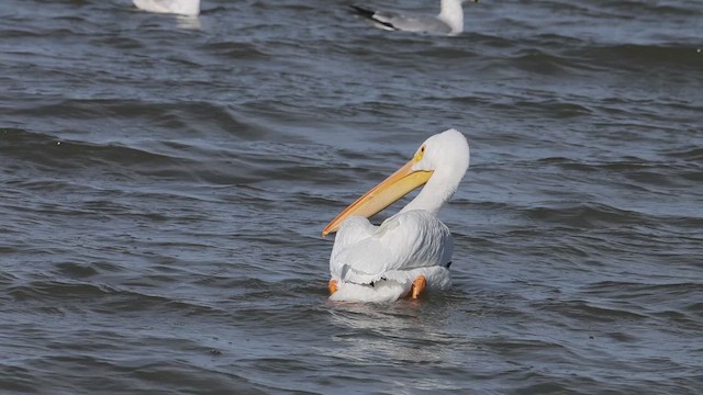 American White Pelican - ML647899094