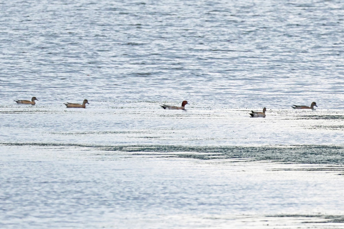 Свищ євразійський - ML647899127