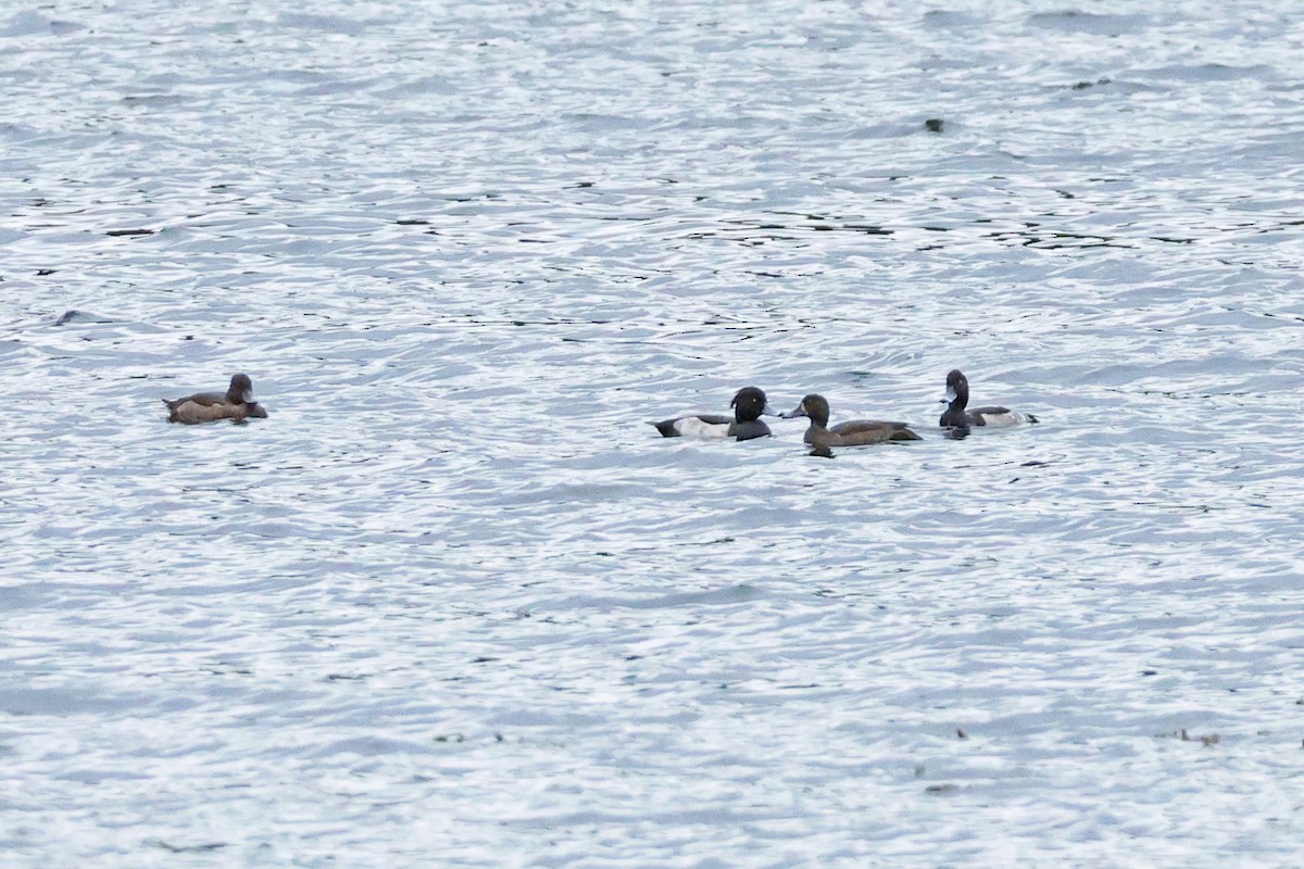 Морская чернеть - ML647899139