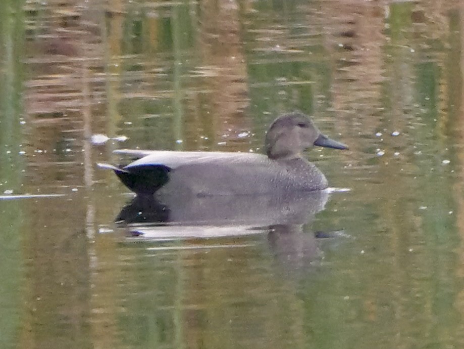 Ipar-ahatea - ML647899142