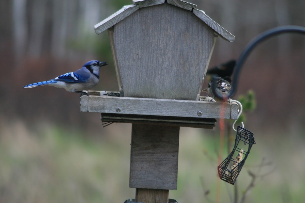 Blue Jay - ML647899152