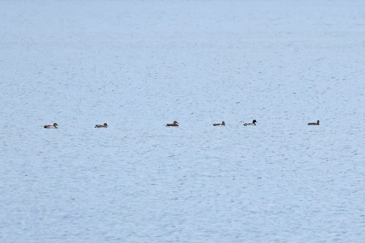 Крижень звичайний - ML647899153