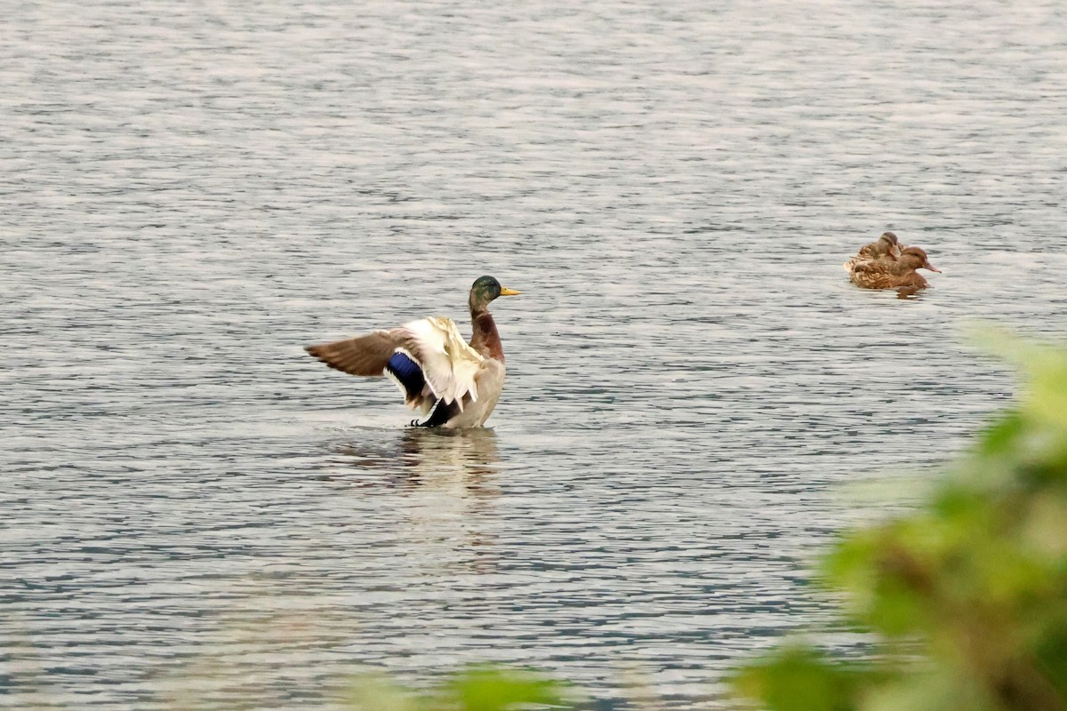Крижень звичайний - ML647899154