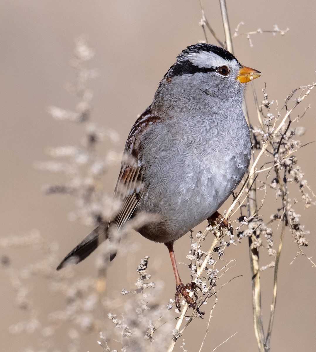 strnadec bělopásý - ML647899196