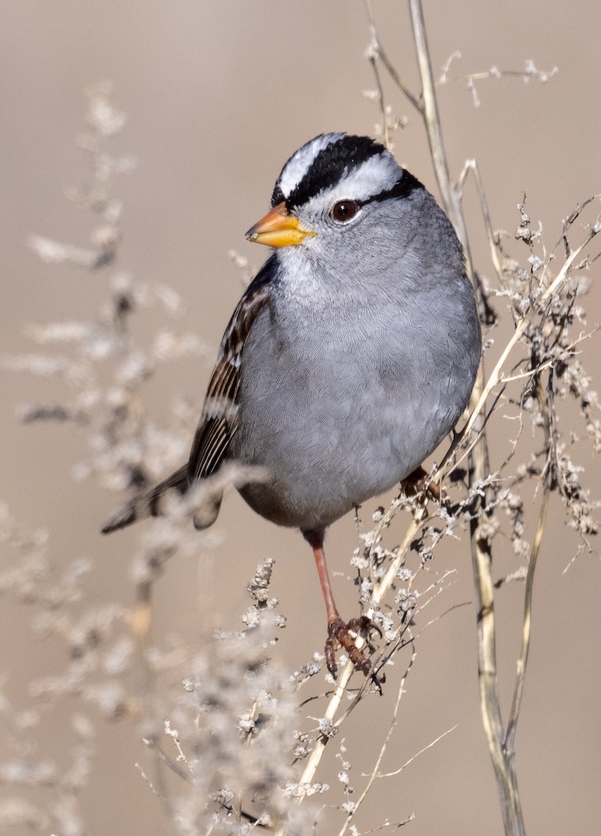 strnadec bělopásý - ML647899197