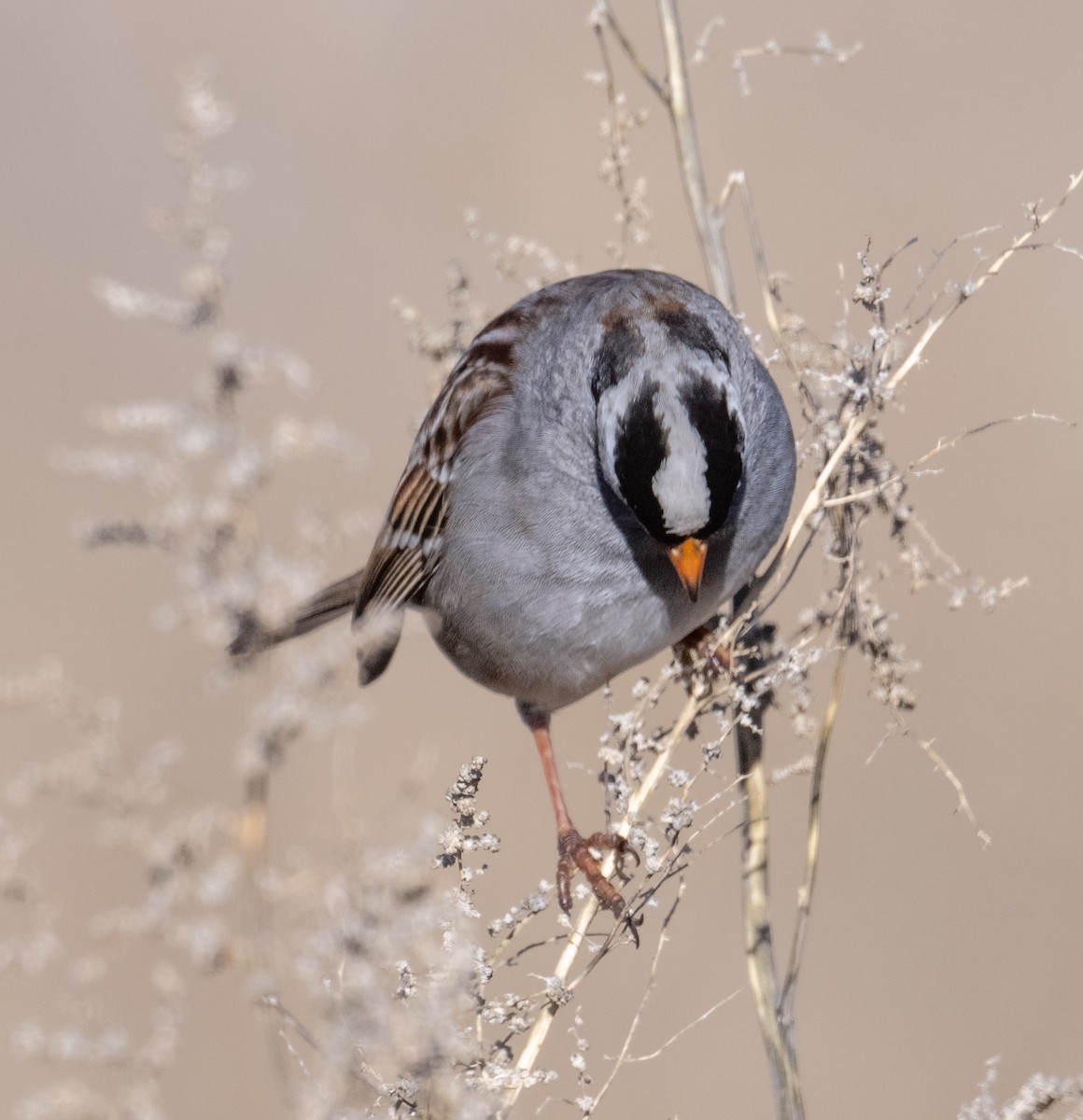 strnadec bělopásý - ML647899198