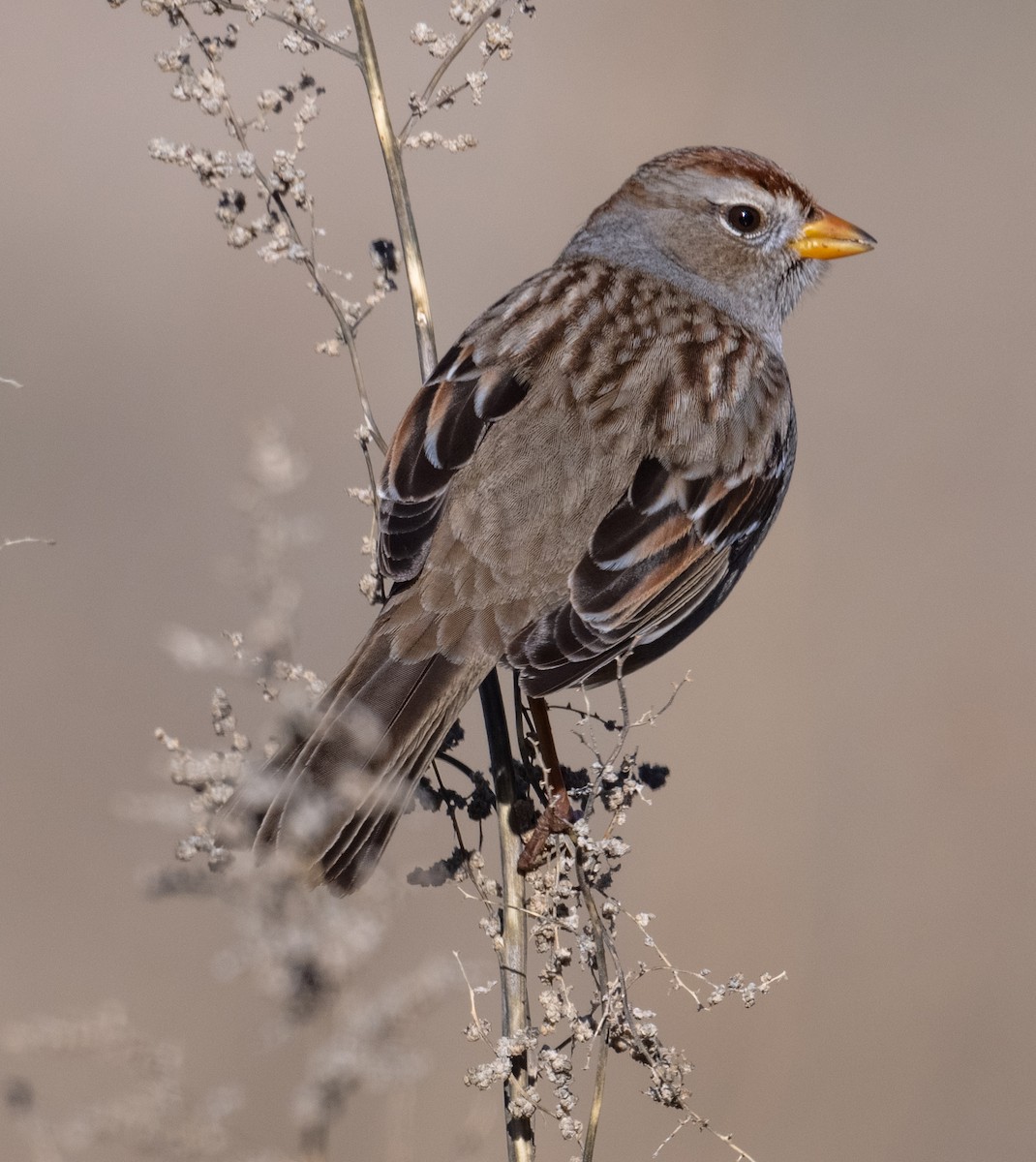 strnadec bělopásý - ML647899199
