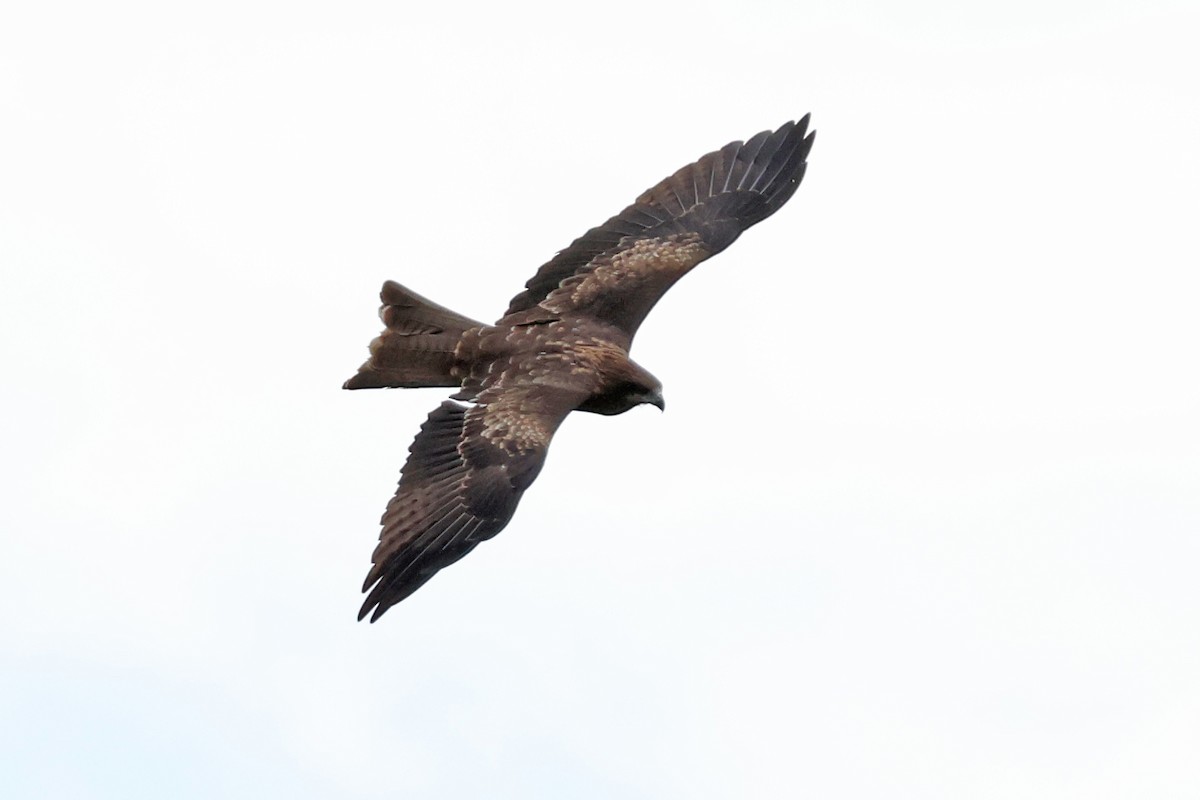 Шуліка чорний - ML647899291